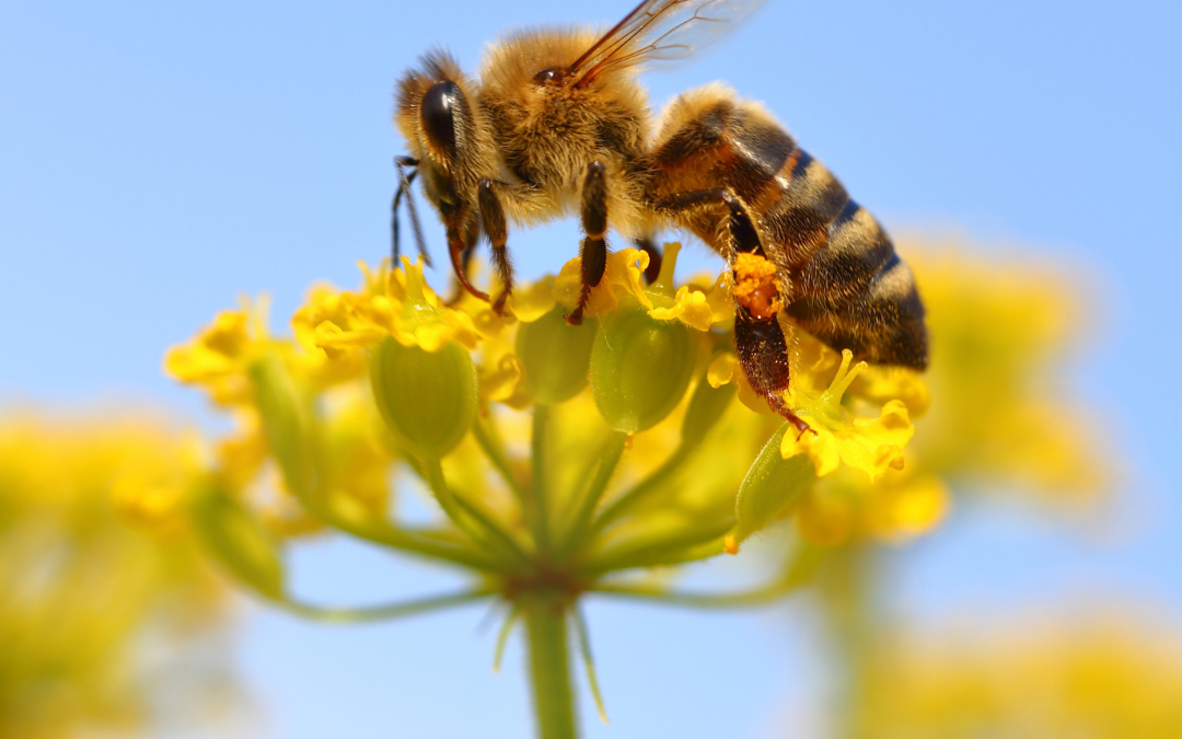 Study Finds Honeybee Venom Induces Cell Death in Aggressive Breast Cancer Cells (Without Harming Healthy Cells)