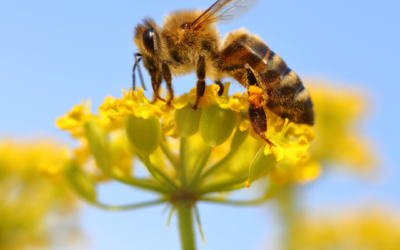 Study Finds Honeybee Venom Induces Cell Death in Aggressive Breast Cancer Cells (Without Harming Healthy Cells)